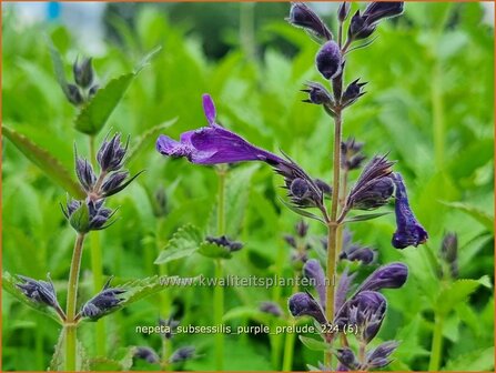 Nepeta subsessilis &#039;Purple Prelude&#039; | Kattenkruid | Sitzende Katzenminze | Catmint