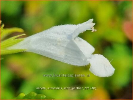 Nepeta subsessilis &#039;Snow Panther&#039; | Kattenkruid | Sitzende Katzenminze | Catmint