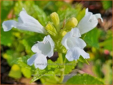 Nepeta subsessilis &#039;Snow Panther&#039; | Kattenkruid | Sitzende Katzenminze | Catmint