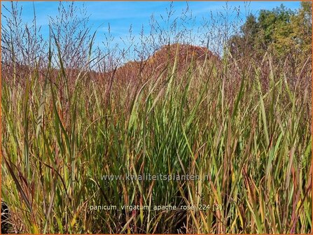 Panicum virgatum &#039;Apache Rose&#039; | Vingergras, Parelgierst, Gierst | Rutenhirse | Wand Panic Grass