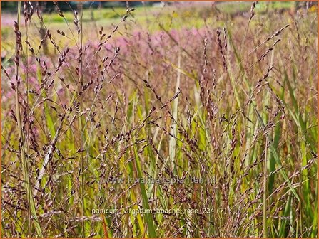 Panicum virgatum &#039;Apache Rose&#039; | Vingergras, Parelgierst, Gierst | Rutenhirse | Wand Panic Grass