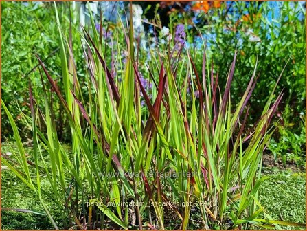 Panicum virgatum &#039;JS Dark Night&#039; | Vingergras, Parelgierst, Gierst | Rutenhirse | Wand Panic Grass