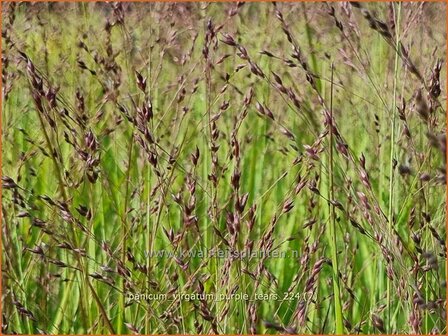 Panicum virgatum &#039;Purple Tears&#039; | Vingergras, Parelgierst, Gierst | Rutenhirse | Wand Panic Grass