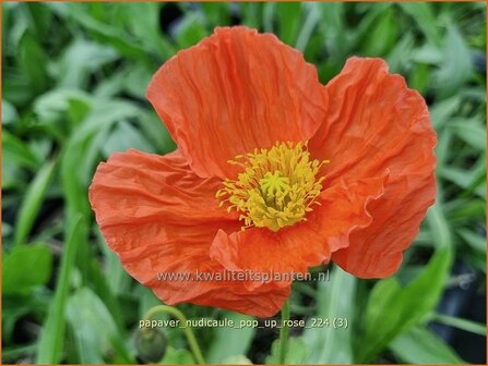 Papaver nudicaule &#039;Pop-up Rose&#039; | IJslandse papaver, Naaktstelige klaproos, Papaver, Klaproos | Island-Mohn | Iceland