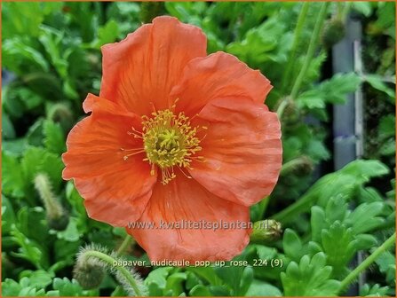 Papaver nudicaule &#039;Pop-up Rose&#039; | IJslandse papaver, Naaktstelige klaproos, Papaver, Klaproos | Island-Mohn | Iceland