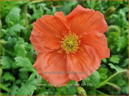 Papaver nudicaule &#039;Pop-up Rose&#039; | IJslandse papaver, Naaktstelige klaproos, Papaver, Klaproos | Island-Mohn | Iceland