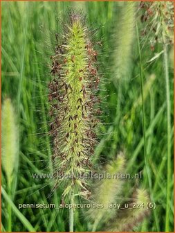 Pennisetum alopecuroides &#039;Lady U&#039; | Breed lampenpoetsersgras, Borstelveergras, Lampenpoetsersgras | Lampenputzergras 