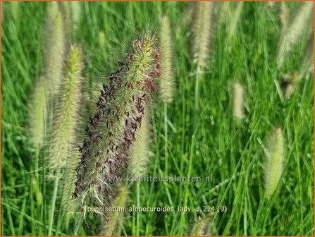 Pennisetum alopecuroides &#039;Lady U&#039; | Breed lampenpoetsersgras, Borstelveergras, Lampenpoetsersgras | Lampenputzergras 