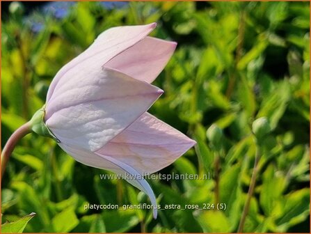 Platycodon grandiflorus &#039;Astra Rose&#039; | Ballonklokje, Ballonbloem, Chinese klokjesbloem | Ballonblume | Japanese B