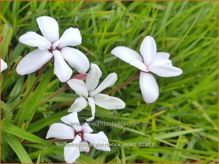 Rhodohypoxis platypetale &#039;Select&#039; | Roodsterretje, Sterretjesgras | Grasstern | Red Star