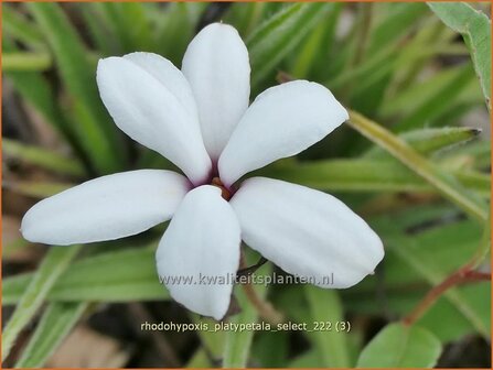 Rhodohypoxis platypetale &#039;Select&#039; | Roodsterretje, Sterretjesgras | Grasstern | Red Star