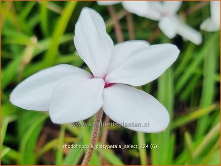 Rhodohypoxis platypetale &#039;Select&#039; | Roodsterretje, Sterretjesgras | Grasstern | Red Star