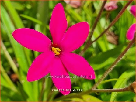 Rhodoxis &#039;Titia&#039; | Rapsterretje, Sterretjesgras | Grasstern | Hybrid Red Star