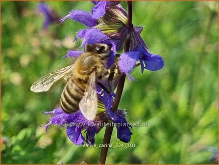 Salvia &#039;Carina&#039; | Salie, Salvia | Salbei | Sage