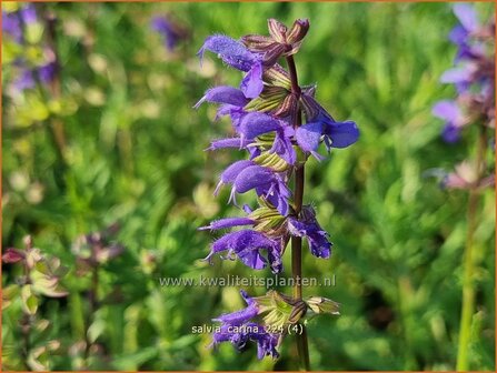 Salvia &#039;Carina&#039; | Salie, Salvia | Salbei | Sage