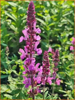 Salvia nemerosa &#039;Katsjing&#039; | Bossalie, Salie, Salvia | Steppensalbei | Woodland Sage