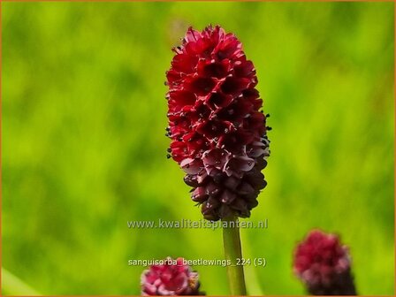 Sanguisorba &#039;Beetlewings&#039; | Pimpernel, Sorbenkruid | Wiesenknopf | Burnet