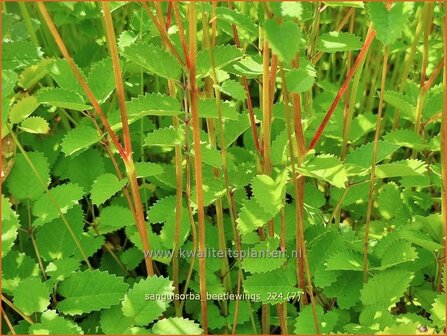 Sanguisorba &#039;Beetlewings&#039; | Pimpernel, Sorbenkruid | Wiesenknopf | Burnet