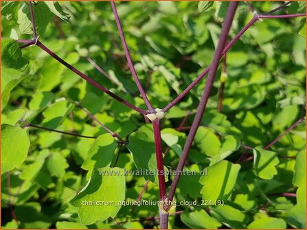 Thalictrum aquilegifolium &#039;The Cloud&#039; | Akeleiruit, Akeleibladige ruit, Ruit | Akeleibl&auml;ttrige Wiesenraute | Columbi