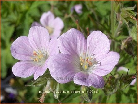 Geranium sylvaticum &#039;Baker&#039;s Pink&#039; | Bosooievaarsbek, Tuingeranium