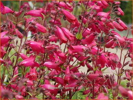 Penstemon &#039;Andenken an F. Hahn&#039; | Slangenkop, Schildpadbloem