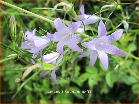 Campanula rapunculus | Rapunzelklokje, Repelsteeltje, Klokjesbloem | Rapunzel-Glockenblume