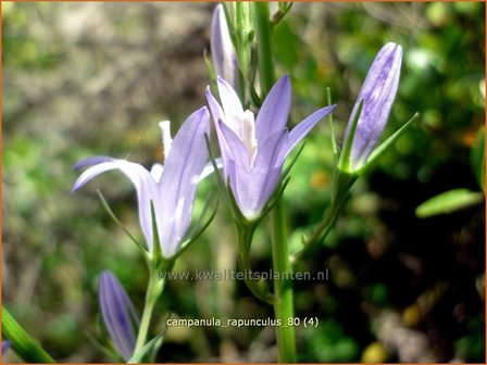 Campanula rapunculus | Rapunzelklokje, Repelsteeltje, Klokjesbloem | Rapunzel-Glockenblume