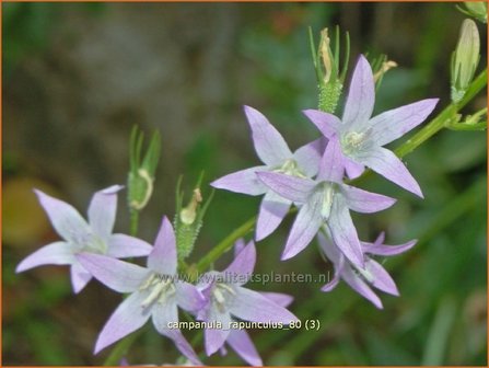 Campanula rapunculus | Rapunzelklokje, Repelsteeltje, Klokjesbloem | Rapunzel-Glockenblume