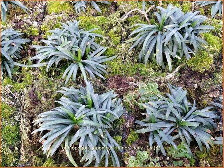 Ophiopogon japonicus &#039;Minor Nana&#039; | Japans slangengras, Slangenbaard