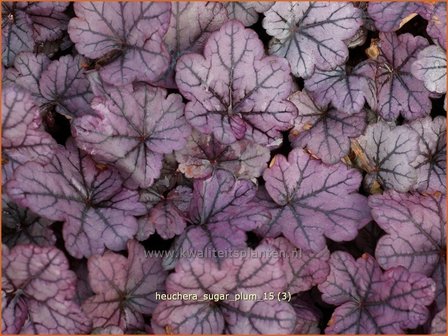 Heuchera &#039;Sugar Plum&#039; | Purperklokje