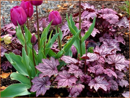 Heuchera &#039;Sugar Plum&#039; | Purperklokje