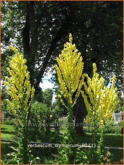 Verbascum olympicum | Toorts