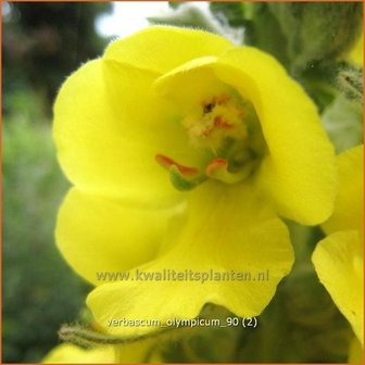 Verbascum olympicum | Toorts