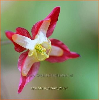 Epimedium rubrum | Elfenbloem | Rotbl&uuml;hende Elfenblume