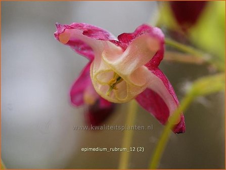 Epimedium rubrum | Elfenbloem | Rotbl&uuml;hende Elfenblume