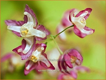 Epimedium rubrum | Elfenbloem | Rotbl&uuml;hende Elfenblume