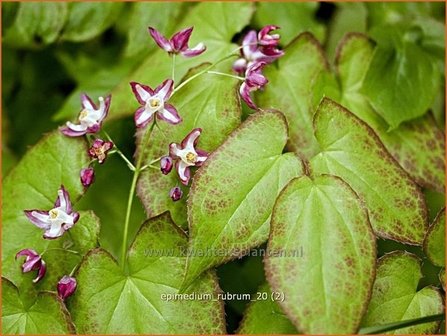 Epimedium rubrum | Elfenbloem | Rotbl&uuml;hende Elfenblume