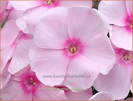 Phlox &#039;Sweet Summer Sensation&#039; | Vlambloem, Flox, Floks