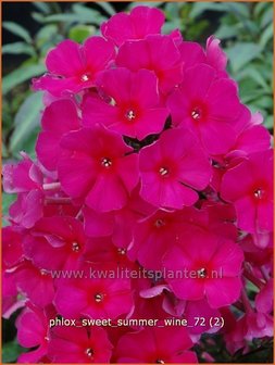 Phlox &#039;Sweet Summer Wine&#039; | Vlambloem, Flox, Floks