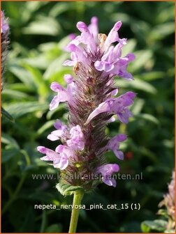 Nepeta nervosa &#039;Pink Cat&#039; | Kattenkruid