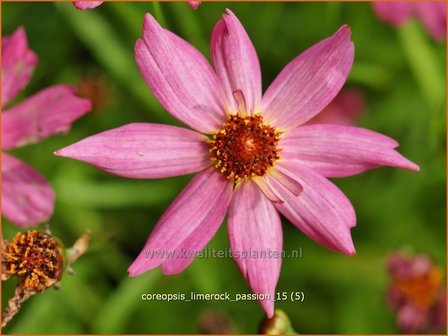 Coreopsis &#039;Limerock Passion&#039; | Meisjesogen