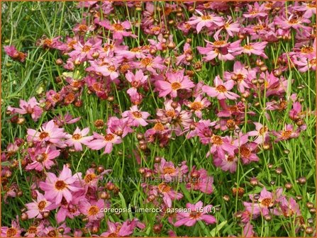 Coreopsis &#039;Limerock Passion&#039; | Meisjesogen