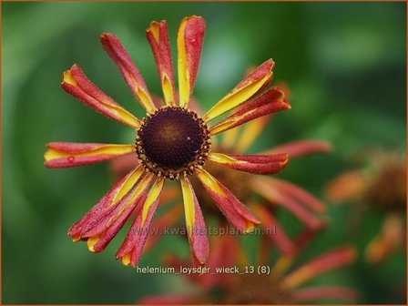 Helenium &#039;Loysder Wieck&#039; | Zonnekruid