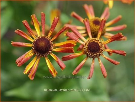 Helenium &#039;Loysder Wieck&#039; | Zonnekruid