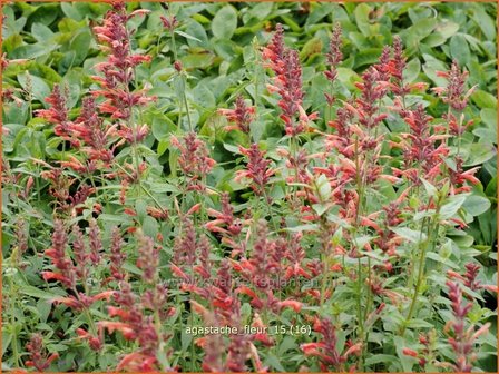 Agastache &#039;Fleur&#039; | Dropplant, Anijsnetel