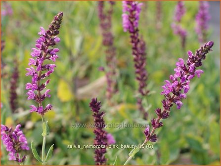 Salvia nemorosa &#039;Pink Beauty&#039; | Bossalie, Salie, Salvia