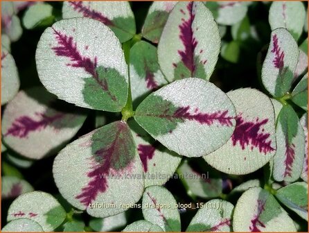 Trifolium repens &#039;Dragon&#039;s Blood&#039; | Klaver