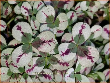 Trifolium repens &#039;Dragon&#039;s Blood&#039; | Klaver