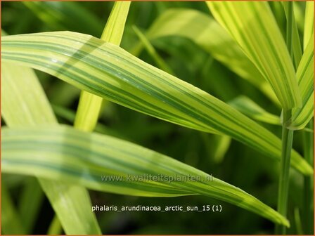 Phalaris arundinacea &#039;Arctic Sun&#039; | Rietgras, Kanariegras