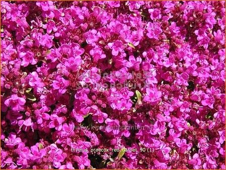 Thymus praecox &amp;#39;Red Carpet&amp;#39; | Kruiptijm, Tijm | Niedergestreckter Thymian